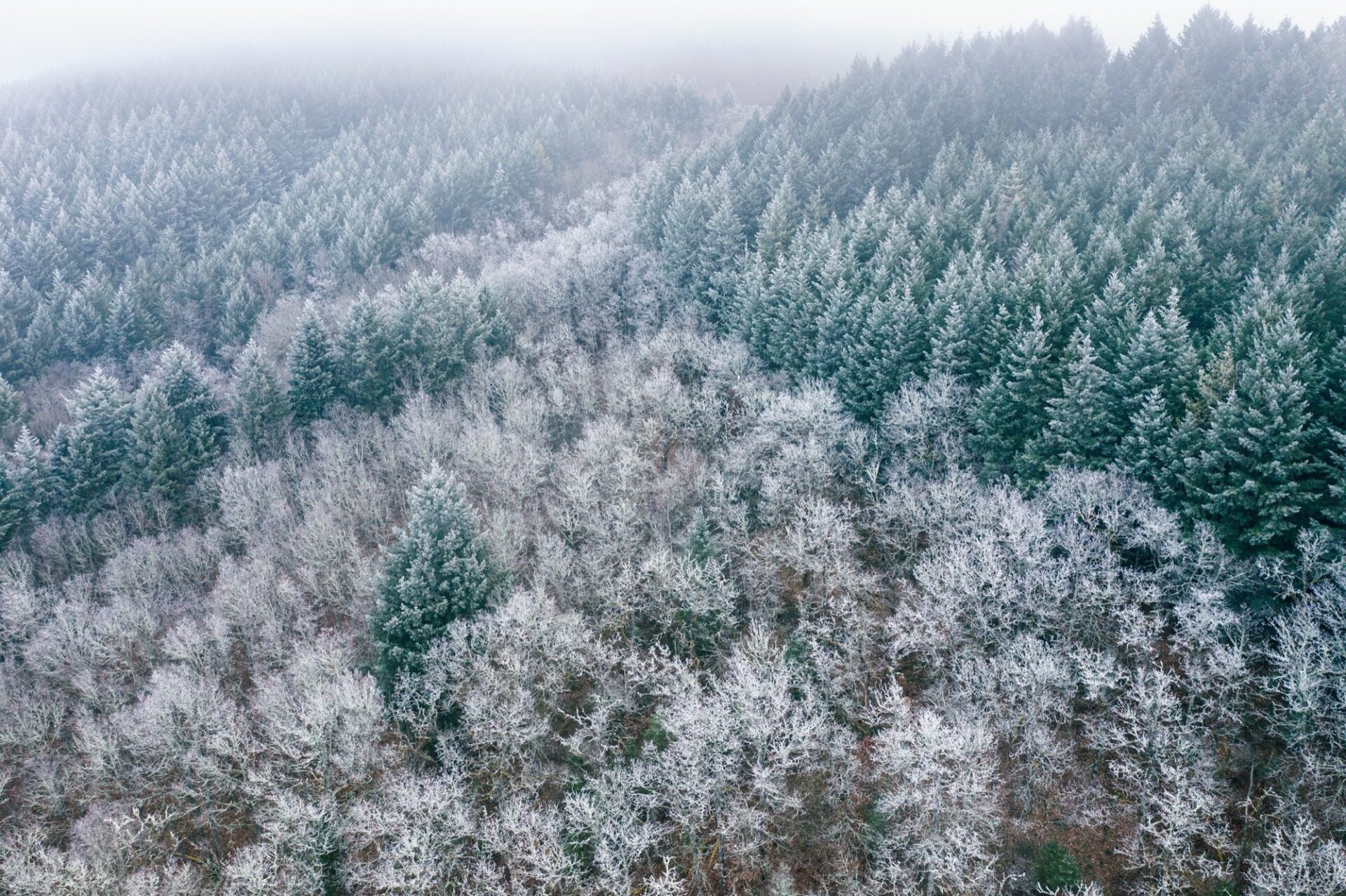 材木屋だから教えたい豆知識その１（針葉樹と広葉樹の違い）