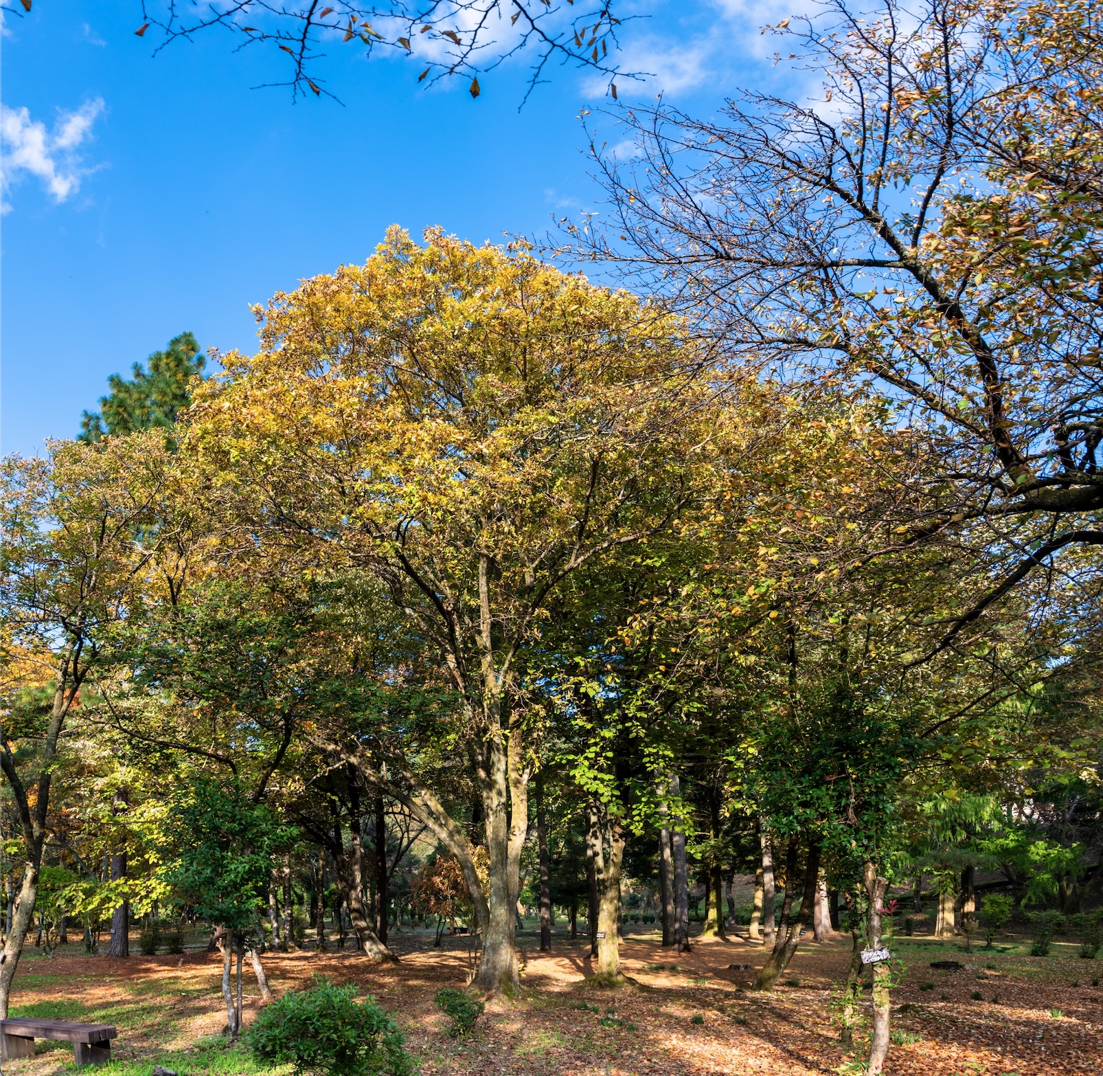 Kizukiスタッフが好きな木を紹介　その2