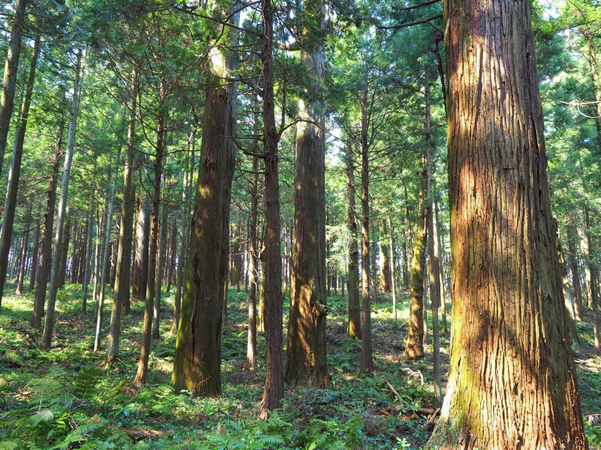 Kizukiスタッフが好きな木を紹介　その５