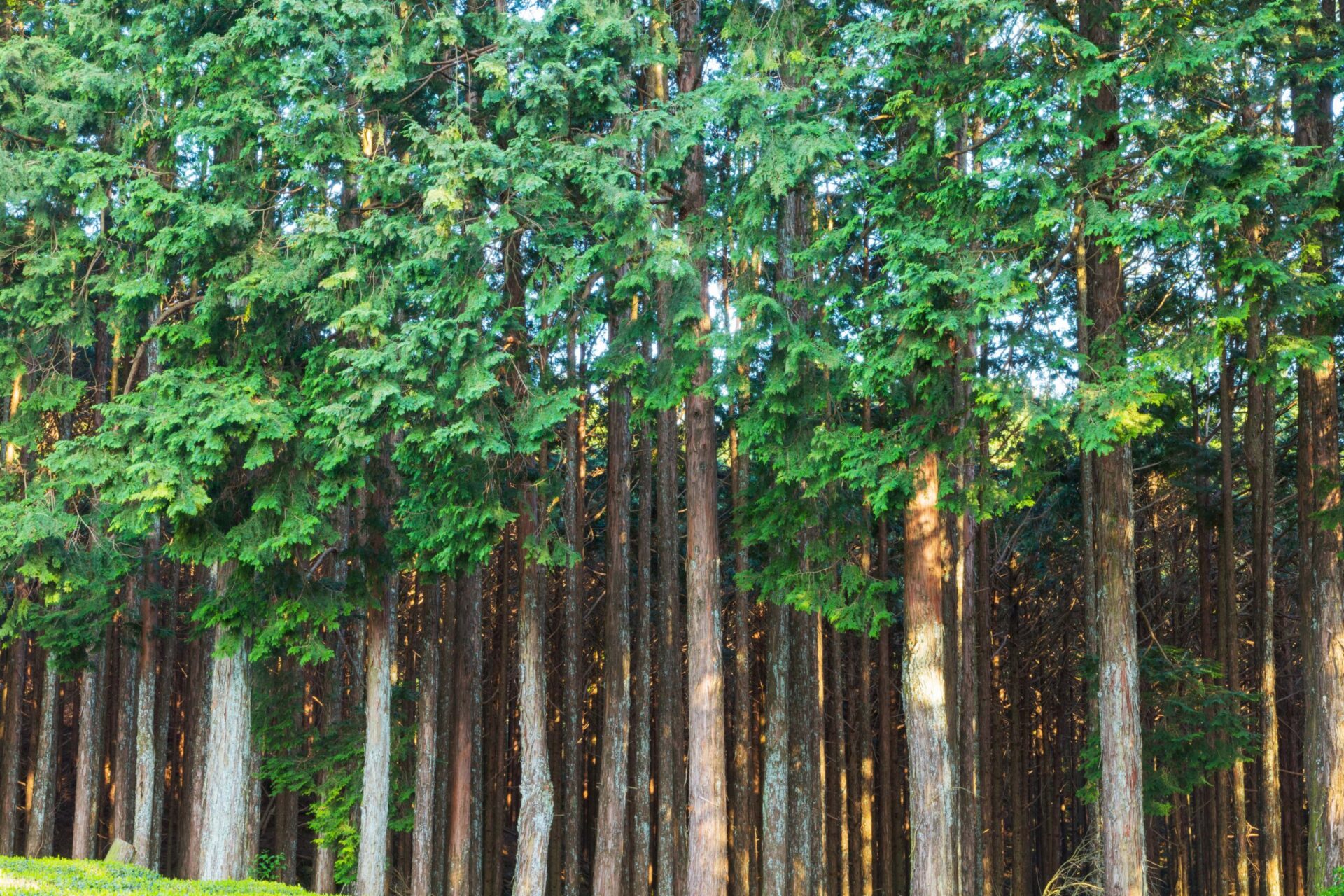 Kizukiスタッフが好きな木を紹介　その７