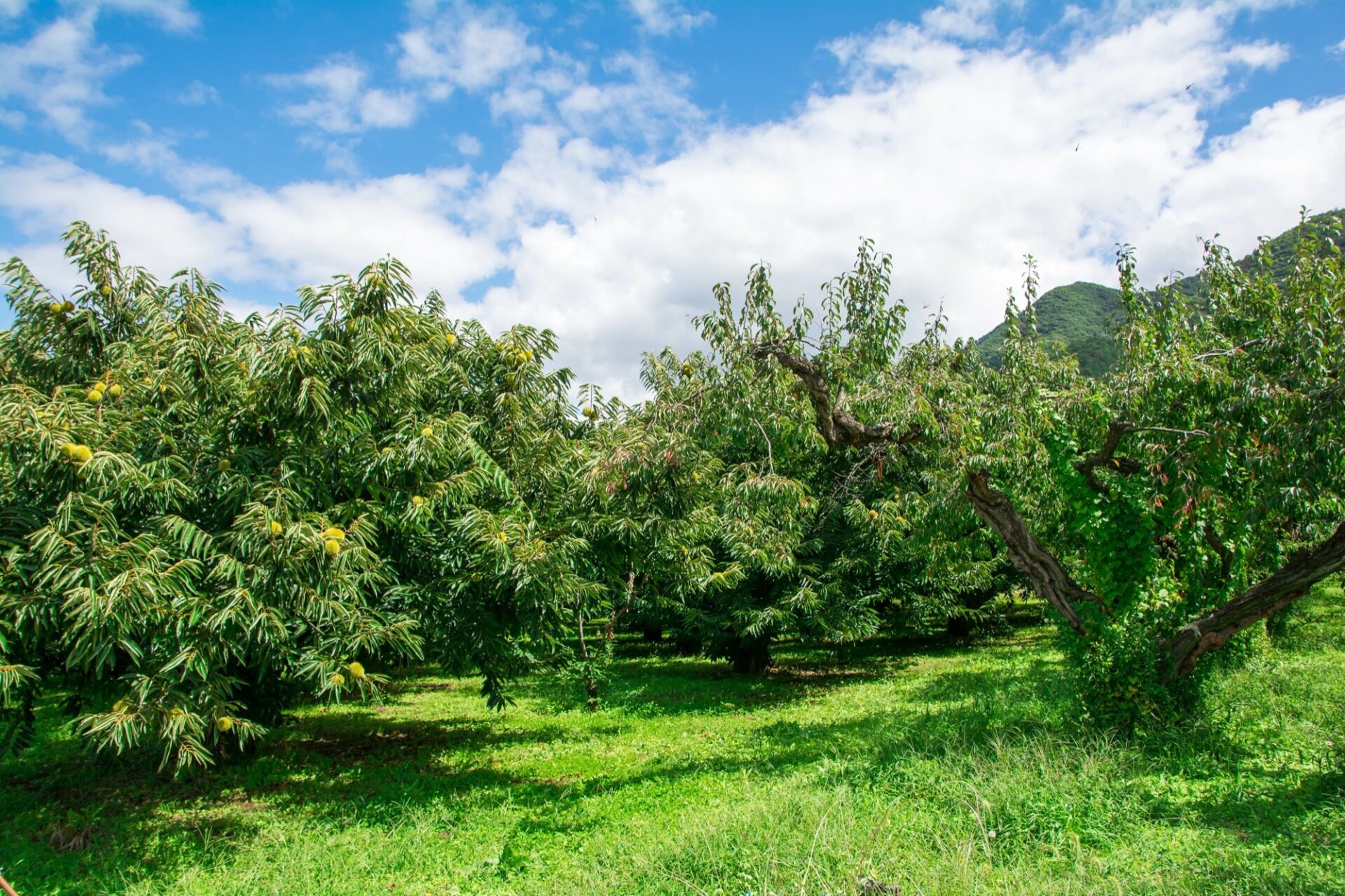 Kizukiスタッフが好きな木を紹介　その８