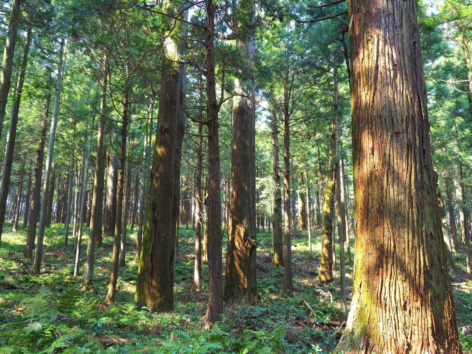 Kizukiスタッフが好きな木を紹介　その１０