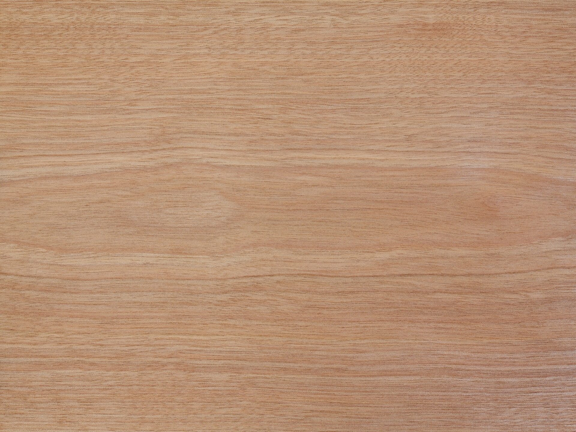 Kizukiスタッフが好きな木を紹介　その１１