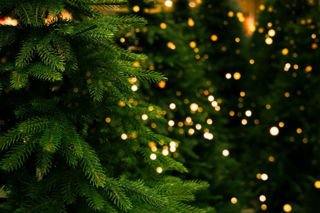 クリスマスツリーといえばモミの木｜横浜市の注文住宅Kizuki【小泉木材】
